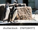 The Humboldt Penguin ...