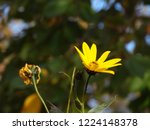 A Beautiful Yellow Flower Of...