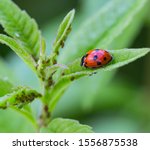 Macro Of A Ladybug  Coccinella...