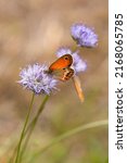 Small photo of Coenonympha corinna elbana butterfly seen on sheep's-bit blossom at butterfly sanctuary trail (santuario delle farfalle), Elba island, Italy; biodiversity environmental protection concept