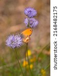 Small photo of Coenonympha corinna elbana butterfly seen on sheep's-bit blossom at butterfly sanctuary trail (santuario delle farfalle), Elba island, Italy; biodiversity environmental protection concept