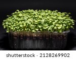 Small photo of Microgreens rucola on black background. Eruca sativa