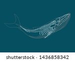 Whale Skeleton image - Free stock photo - Public Domain photo - CC0 Images