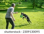 Small photo of A man throws a frisbee to a dog. Rescue Dogs’ Adventures. dog catching the disc.