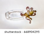 Small photo of octopus, octopod, polyp background unit isolate