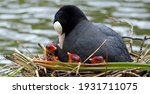 Female Coot And Chicks On The...