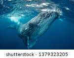 Whale Nature Tonga