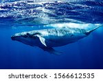 Humpback Whale   Vava'u  Tonga