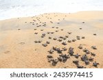 Small photo of turtle hatchling first going to the sea