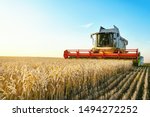 Combine harvester harvests ripe wheat. agriculture