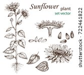 Sketch Of A Sunflower Plant In...