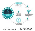 covid 19 vaccine types  ... | Shutterstock .eps vector #1942436968