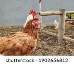 The Rhode Island Red Chickens ...