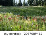 Field of Paintbrush and Other Wildflowers Above Trout Lake in Yellowstone National Park