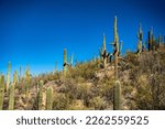 Hillside Filled With Saguaro Cactus Under A Blue Sky in Saguaro National Park