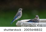 2 Juvenile Eastern Blue Birds...