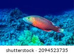 Small photo of Fish under water. Coral fish underwater. Fish undersea
