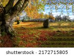 Autumn Nature In Autumn Colors. ...