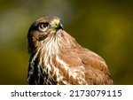 Portrait of an hawk in close up....