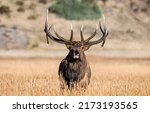 Deer with big horns view