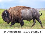 Bison bison. bison in the...