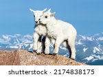 Two cute baby goats portrait....