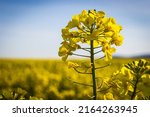 Rapeseed flower isolated in rapeseed field