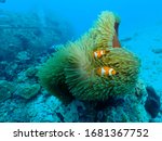 Small photo of Scuba Diving in Papua New Guinea , Rabaul , Kokopo Town area . PNG muck , macro diving over the walls in Duke Of York islands