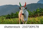 Small photo of The Kangayam or Kangeyam is an Indian breed of draught cattle from the state of Tamil Nadu, in South India. Its area of origin is the region surrounding kangayam nadu.