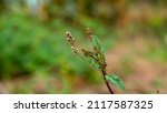 Boerhavia erecta or Erect spiderling or Erect boerhavia, commonly known as the erect spiderling or the erect boerhavia
