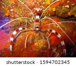 The Coral Banded Shrimp is a very popular invertebrate that is kept in many marine aquariums. They are usually found in small crevices or hanging from live rock in the aquarium.
