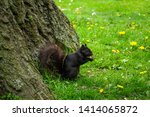 Black Squirrel Eating A Walnut...
