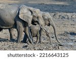 Mud Covered African Elephants ...