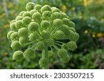 Small photo of Angelica (Angelica archangelica), Inflorescence, Northern Iceland, Iceland