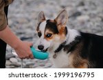 Welsh Corgi Pembroke Tricolor sits on pebble beach and thirstily drinks water from dog drinker politely offered by man. Owner holds water bottle with his hand and dog quenches his thirst.