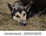 Alaskan husky with black fawn muzzle, brown eyes and standing ears lies in hay. Close up portrait. Smart devoted sad look of mutt outside. Sled half breed tied to chain and waiting for training.