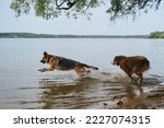 Two dogs playing catch up running in water. Spray flying in different directions. Australian and German Shepherd have fun on river on sunny hot summer day. Active and energetic pets in nature.
