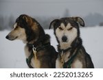 Northern sled dogs, mestizos of different breeds strong and hardy. Brothers pet portrait. Two red gray Alaskan huskies with floppy ears and intelligent brown eyes resting after running workout.