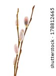 Small Twig Of Willow With...