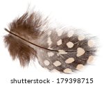 Guinea Fowl Feather Isolated On ...