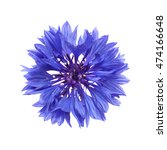 Dark Blue Cornflower Isolated...