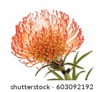 Red  Pincushion  Protea Flower...