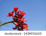 Small photo of jatropha red flower nettles purge herb flora plant close up, nature macro blossom blue clean sky