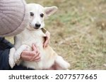 Small photo of A white, unafraid dog in a shelter seeks love and protection from a volunteer girl