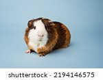 Small photo of Studio portrait of a guinea pig on blue background