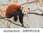 Red panda (Ailurus fulgens) sitting on a tree in snow. Beautiful brown and orange furry mammal in its environment with soft background. Wildlife scene from nature. 