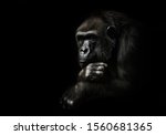 Small photo of Pensive pose, hand props his head. Monkey anthropoid gorilla female. a symbol of brooding rationality and heavy thoughts.isolated black background.