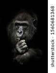 Small photo of Pensive pose, hand props his head. Monkey anthropoid gorilla female. a symbol of brooding rationality and heavy thoughts. isolated black background.