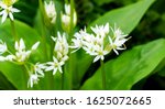 Small photo of White fragrant very small flowers of wild garlic (Allium ursinum) or ramsons, buckrams broad-leaved garlic or bear's garlic on green. Natural concept of spring, beginning of new life. Selective focus
