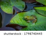 Frog Rana ridibunda (pelophylax ridibundus) sits in pond on green leaf of water lily. Close-up of small frog in natural habitat.